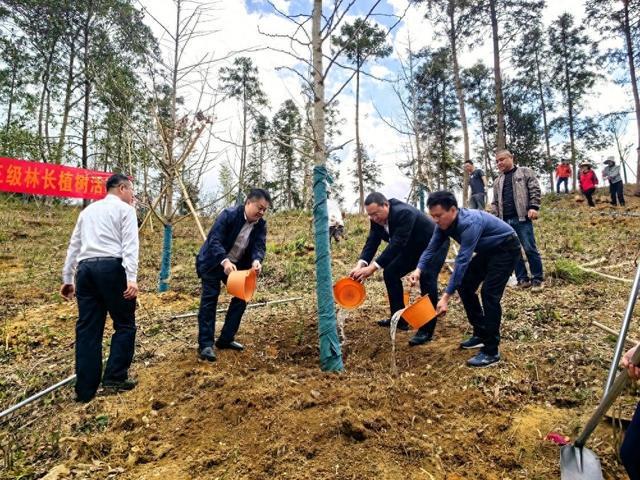 2024年广州计划建设古树公园、古树乡村6个(图1)