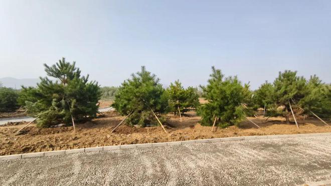 总面积6945亩！涉及顺义4个镇！这项重点绿化工程有序推进中(图4)