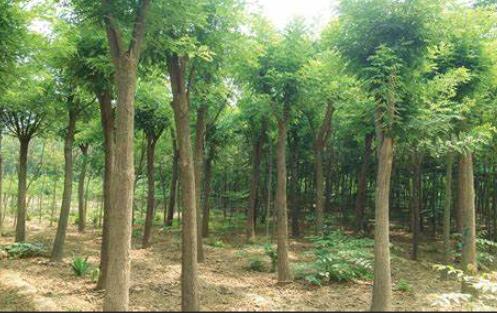 九游体育网站：包头苗圃园林种植基地-简介介绍(图1)