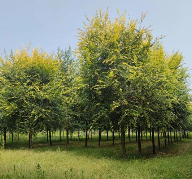 河北邯郸磁县苗圃园林种植合作社-公司详情页面(图1)