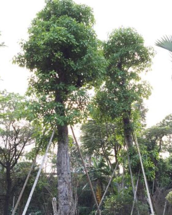 直辖市北京西城区苗圃园林种植基地-公司介绍(图1)