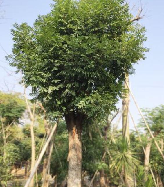 九游体育网站：青海海西德令哈市苗圃园林种植基地-公司简介(图1)