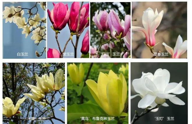 近3000㎡绿地预计6月底完工并开放！取名“玉兰园”就在……(图2)