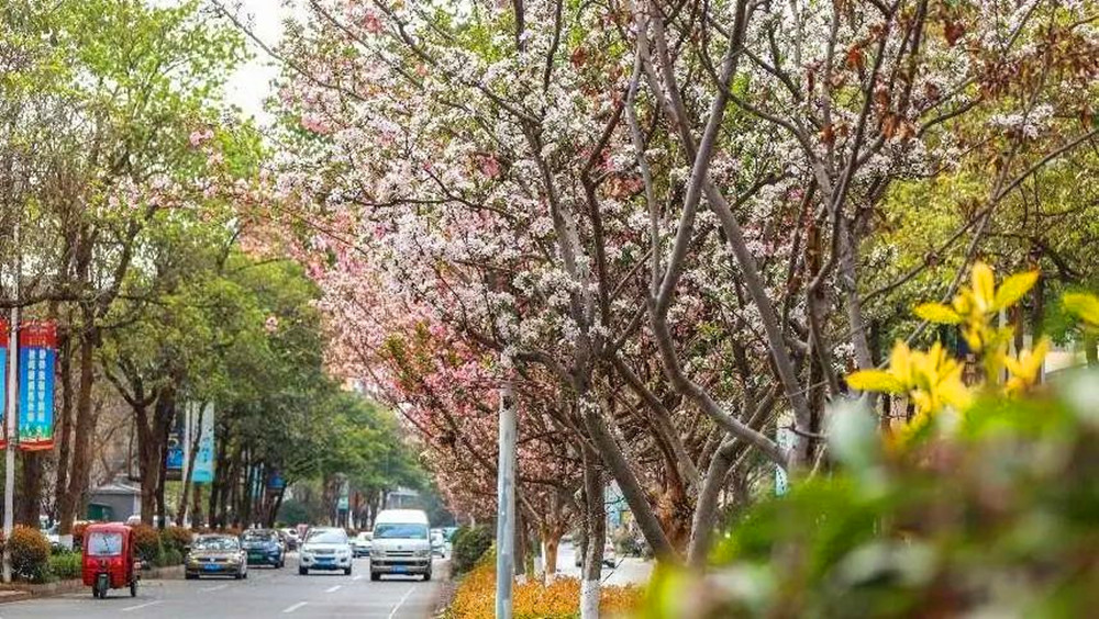 城市颜值提升！打开德阳2024年园林绿化“成绩单”(图3)