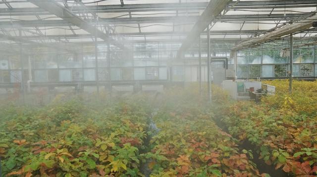 彩叶绘就北京生态美花园城市建设提升民生福祉(图4)