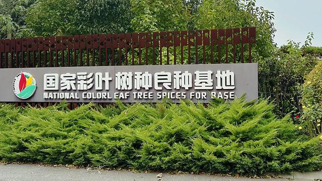 彩叶绘就北京生态美花园城市建设提升民生福祉(图2)