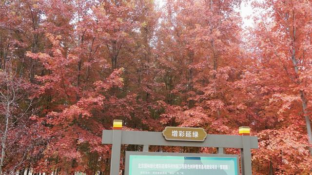 彩叶绘就北京生态美花园城市建设提升民生福祉(图3)