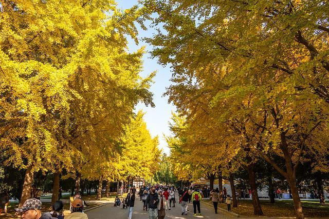 彩叶绘就北京生态美花园城市建设提升民生福祉(图5)