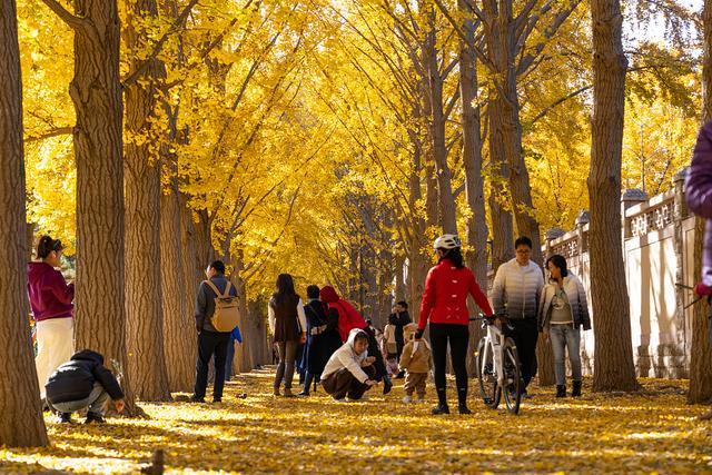 彩叶绘就北京生态美花园城市建设提升民生福祉(图1)