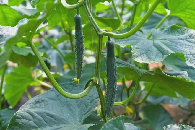 延庆将生态文明建设写在绿水青山间(图15)