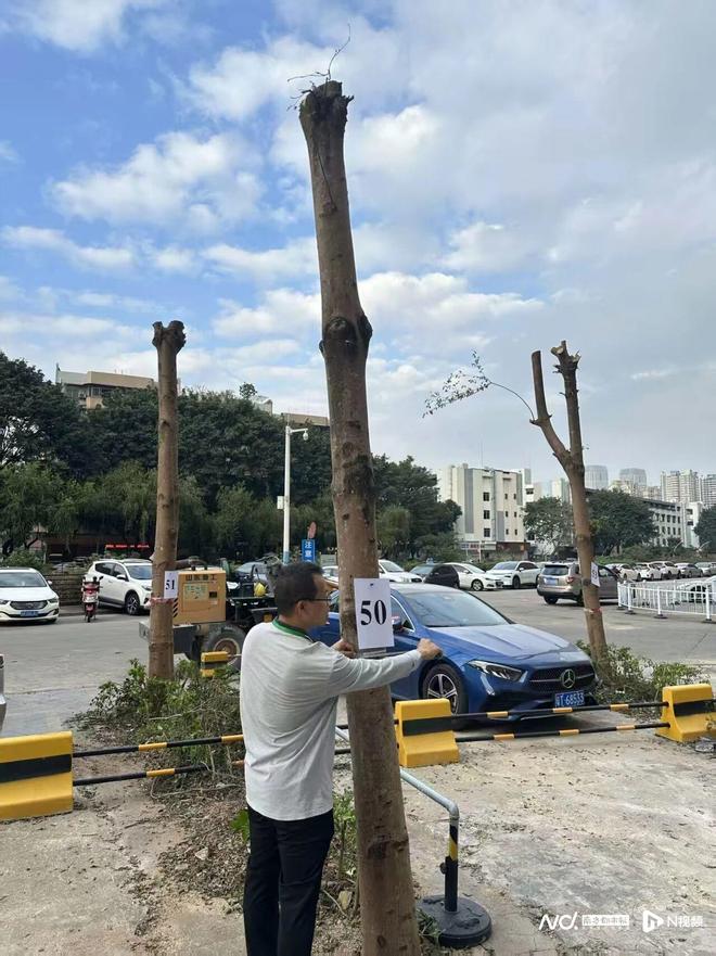 九游体育：中山一小区树木修剪追踪：过度修剪树木涉事企业被立案调查(图3)