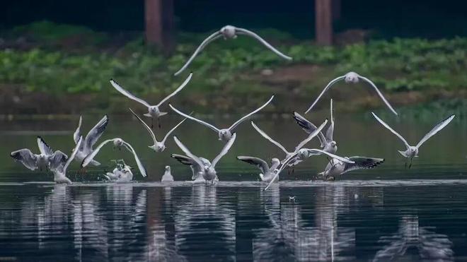 九游体育网站：实干的邛崃—我们身边的“十四五”丨绿水青山映古城公园城市绽新颜(图15)