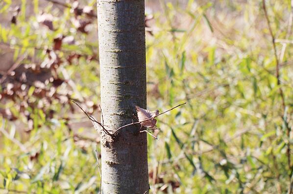 九游体育：如何做好小区园林景观设计(图1)