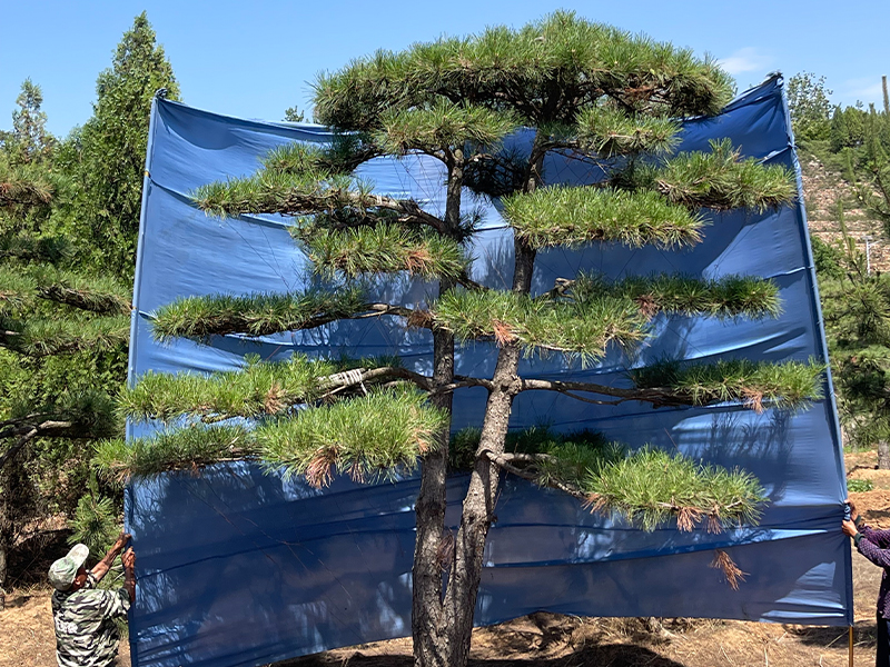 2026年威海造型松实力企业深度测评与推荐(图1)